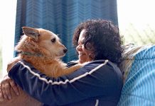 Emotional pet reunion