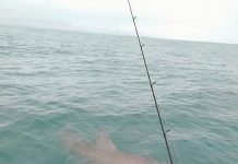 Great white encounter