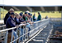 Glenburnie saleyards financial woes