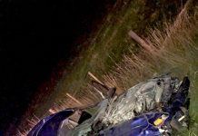 Bull killed in highway crash