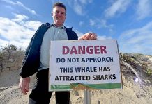 Whale carcass attracts sharks at Port MacDonnell