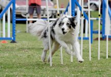 Dog obedience rally praised