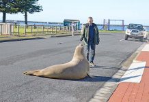 Ocean life sightings spark interest