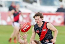 Dogs brought back to earth