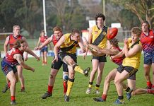 Tigers roar past Roos
