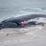 beached-whale-2web20170626