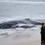 beached-whaleweb20170626