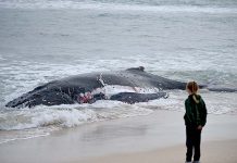 Humpback whale stranded