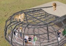 Local engineers construct state-of-the-art zoo exhibit