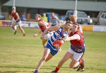 Cats comfortable at home