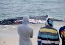 Stranded whale dies