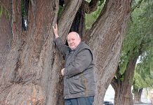 Weeping for the willows