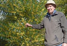 Coastal wattle concerns