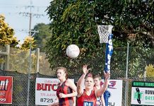 WBNA: Roos face Cats in semi-final