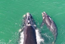 Increased whale sightings