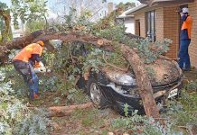Tree crushes vehicle in wild weather