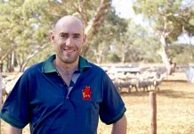 Livestock opportunities identified