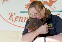 Dogs show what they’re made of