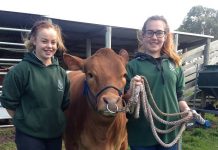 Students to compete in cattle show