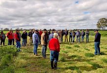 ‘Bad clover’ awareness day
