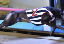 Hounds: Syndicate celebrates success