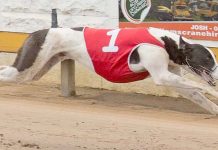 Hounds: Spirits high for Christmas Cup heats