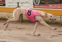 Hounds: Memorial heats winners impress