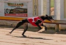 Greyhounds: Clutch Hutch back at Tara