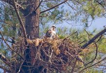 Conservation efforts pay off as fledgling falcons spotted in region’s forests