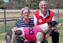 Greyhounds: Portland trainer roped in