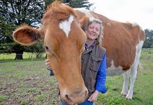 Big Moo’s poos raise funds for charity