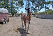 Horse rescue labour of love