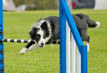 Speedy border collie bound for UK