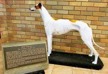 Greyhounds: Legendary Pedigree