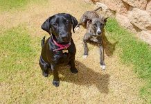 Dog snatchers busted