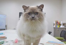 Fluffy friend comforts youth – Therapy cat at work