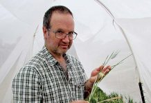 Russian wheat aphid risk