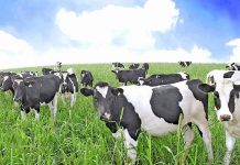 Dairy industry relieved