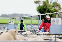 Farmers await fallout from meatworks “tragedy”