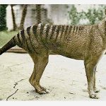 living the thylacine dream (2)web