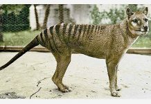 Thylacine in spotlight