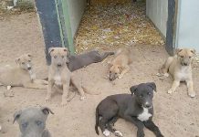 Greyhounds: Moyston breeder oversees little of potential champions