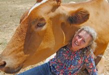 Stray dogs attack Big Moo