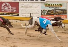 Greyhounds: Epic Clash between cup contenders