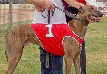 Greyhounds: Eagerly awaited clash worth the wait