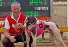 Greyhounds: Sunday success lifts Lenehan kennels