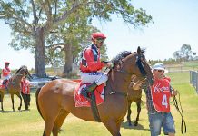 Racing: Gallopers contest the Naracoorte Cup