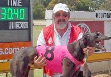 Greyhounds: Panther poised to strike