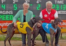 Greyhounds: Greyhound owners’ good run continues