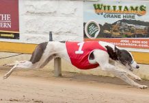Greyhounds: Cup carnival attracts classy field